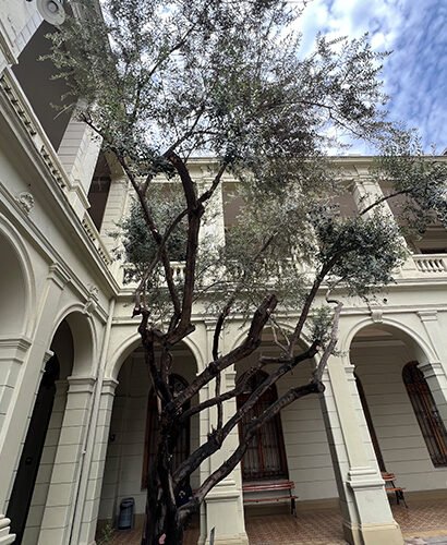 olivo_casa_central 7