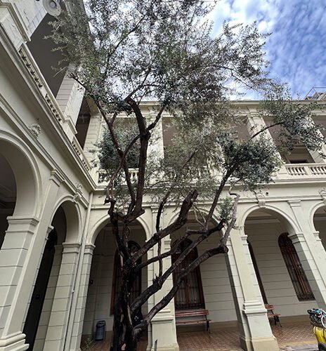 olivo_casa_central 7